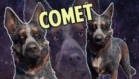 Dogmeat Retextured Comet 狗 下载 V1版本 辐射4 Mod下载 3dm Mod站