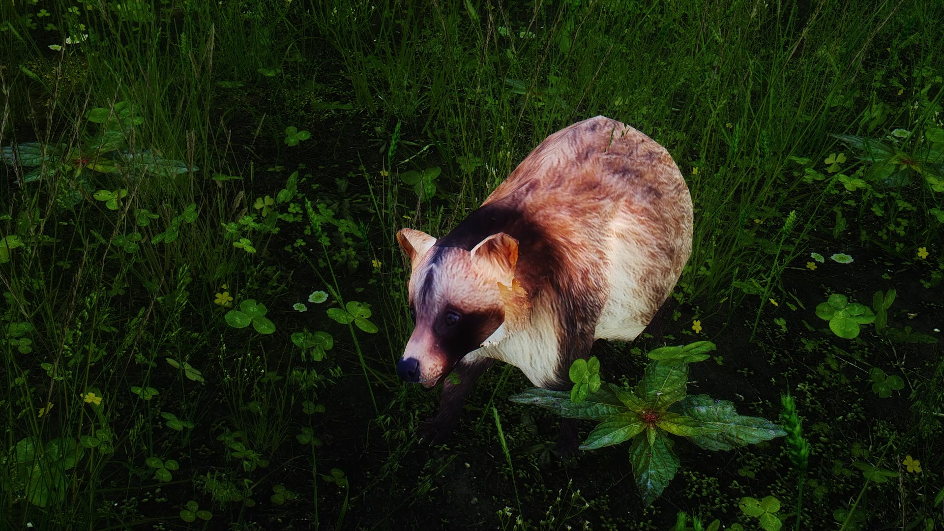 狸猫浣熊替代品