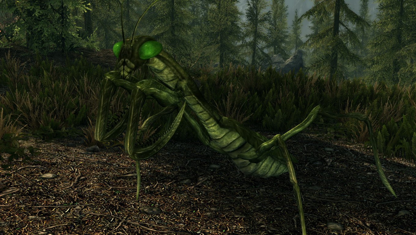 巨型螳螂1米 食人图片