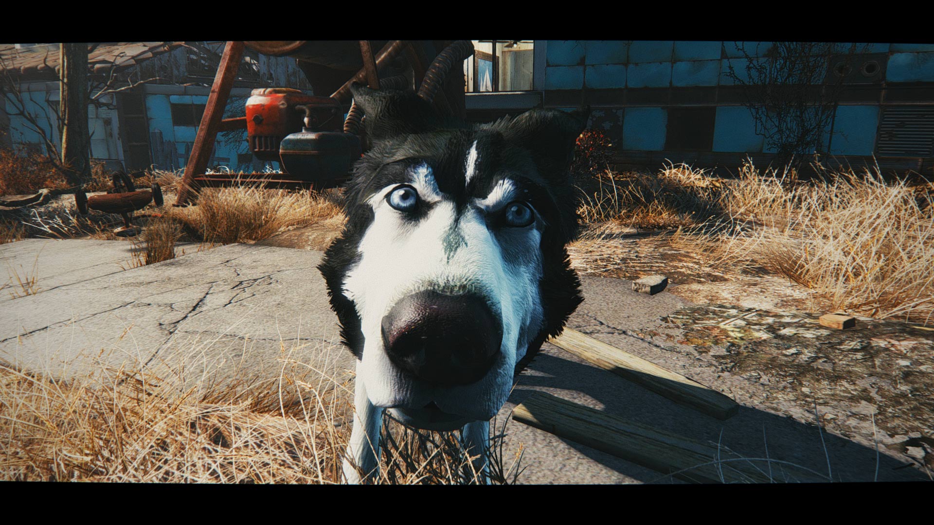 辐射4哈士奇狗肉皮肤mod